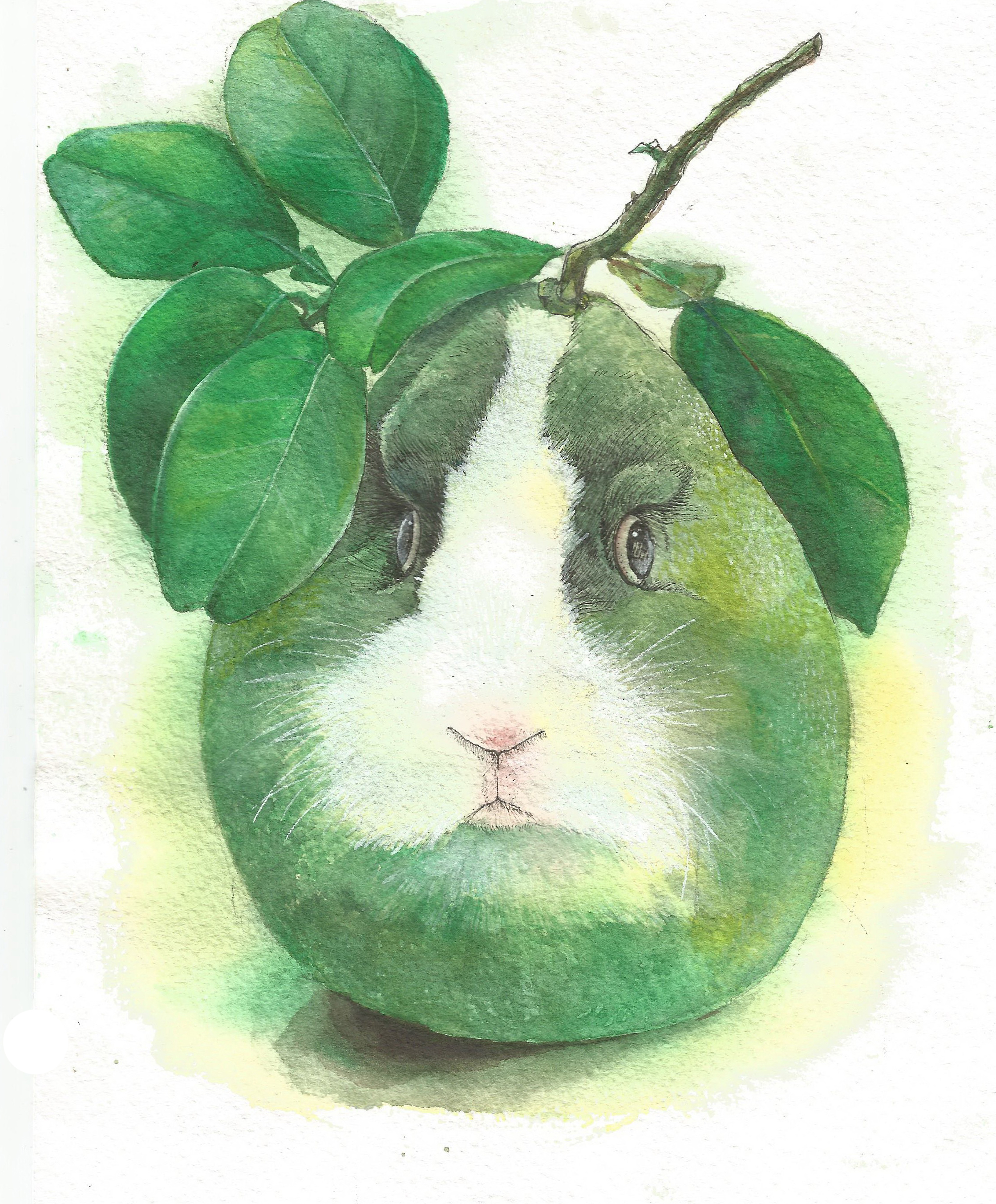 柚子兔